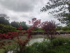 -嘉定紫藤园