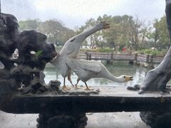 -西湖游船