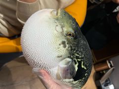 -鲐赏河豚(长寿店)