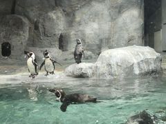 -合肥野生动物园