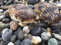 -七星潭蓝天广场