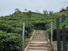 -长沙黑麋峰国家森林公园