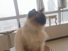 -共舞时光猫咖·狗咖(新街口店)