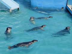 -秦皇岛乐岛海洋王国