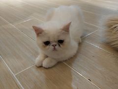 -momokira米努特·德文卷毛猫·棉花面纱犬
