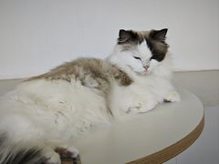 -怪兽屋·羊驼·猫咖·狗咖(俊华广场店)