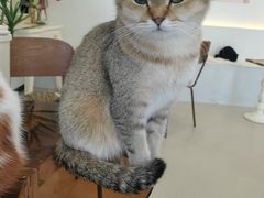 -共舞时光猫咖·狗咖(新街口店)