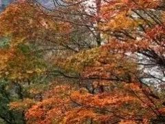 -牛背梁国家森林公园