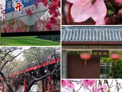 -南汇桃花村