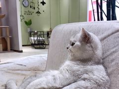 -藏猫猫咖啡主题馆(中央大道店)