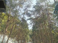 -南山植物园