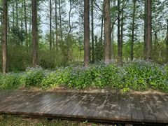 -黄海国家森林公园