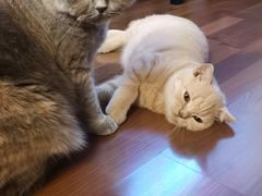 -北京观赏动物医院·24小时大型综合·猫专科·异宠专科