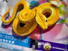 -上海大自然野生昆虫馆(东方明珠·爬宠昆虫探索中心)