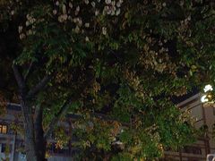 -一记洛阳菜·糖醋小排·水席(十字街店)