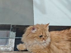 -喵百万·布偶·蓝金金渐层英短·猫舍(百子湾店)