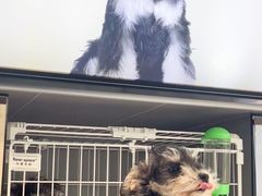 -翊宠yipet猫狗购宠庄园犬舍•猫舍