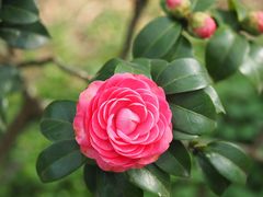 -中国科学院华南植物园