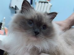 -纳吉亚猫专科动物医院博雅分院