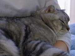 -Catmate·猫肥家润(金润铂宫店)