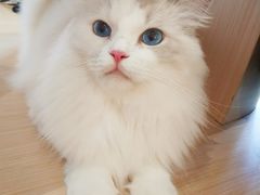-瞄一喵猫咖(格力海岸店)