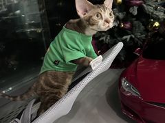-momokira米努特·德文卷毛猫·棉花面纱犬