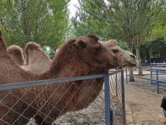 -长白岛森林公园