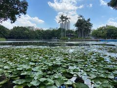-荔湾湖公园