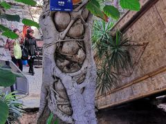 -北京植物园-展览温室