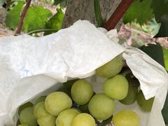 -马陆小张葡萄园农家乐