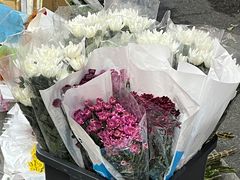 -溪岸路花鸟市场