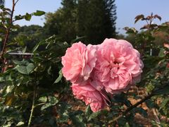 -人民公园(罗湖区)