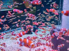 -海合安成都极地海洋公园