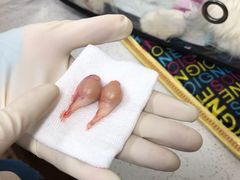 -联合动物医院(光谷诊疗中心)
