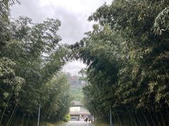 -都江堰中华大熊猫苑