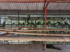 -西双版纳原始森林公园