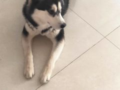 -宠福鑫康馨动物医院·骨科·眼科