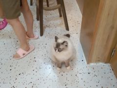-滚猫咖啡·猫咖·猫友好撸猫(未来城店)
