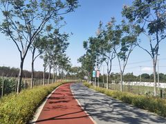 -上海长兴岛郊野公园