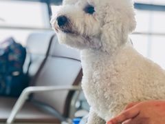 -谢列梅捷沃国际机场