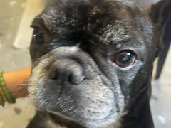 -瑞派申生动物医院·24H夜诊·国际动物医疗中心·骨外科(吴中路店)