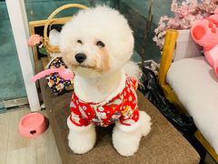 -柴迷FANS CLUB·柴犬狗咖·猫咖