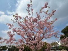 -新江湾城公园