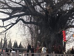 -大槐树寻根祭祖园