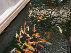 -龙悦湾酒家·八阵鱼生·渔人码头店
