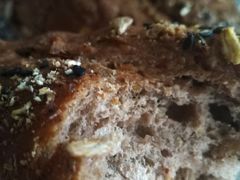 -BLACKSWAN黑天鹅(环球店)
