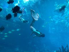 -海棠湾洲际-涛·海底餐厅·美人鱼·自助餐·海底隧道
