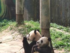 -中国大熊猫保护研究中心雅安碧峰峡基地