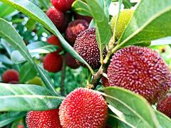 iphone_upload_pic-王家小院