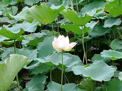 -秋霞圃